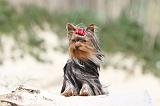 YORKSHIRE TERRIER 036